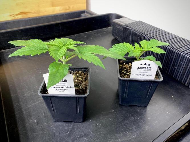 Clementine Slush BioBoost vs Clementine. Week 2 - Clementine Slush BioBoost vs Clementine Slush.