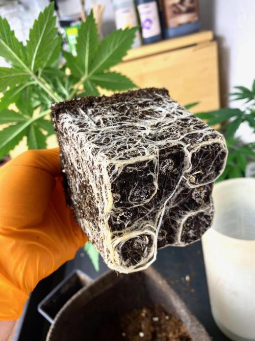 Mataró Blue by Kannabia. Week 5 - Sustrato colonizado.