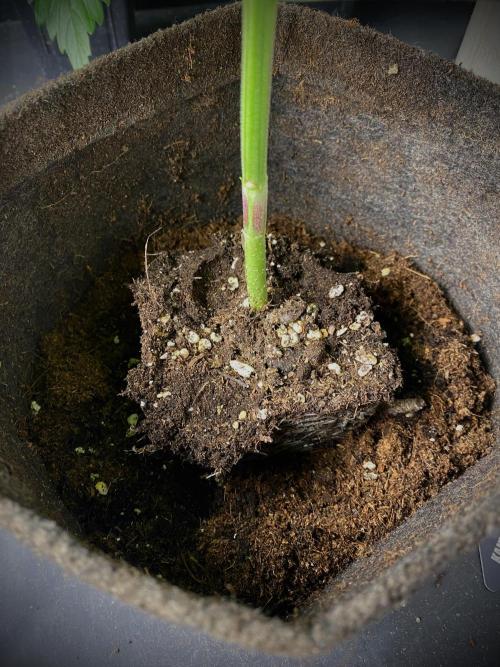 Mataró Blue by Kannabia. Week 5 - Trasplante.