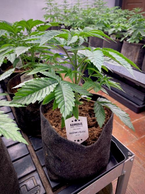 Moby Dick by Kannabia. Week 5 - Moby Dick.