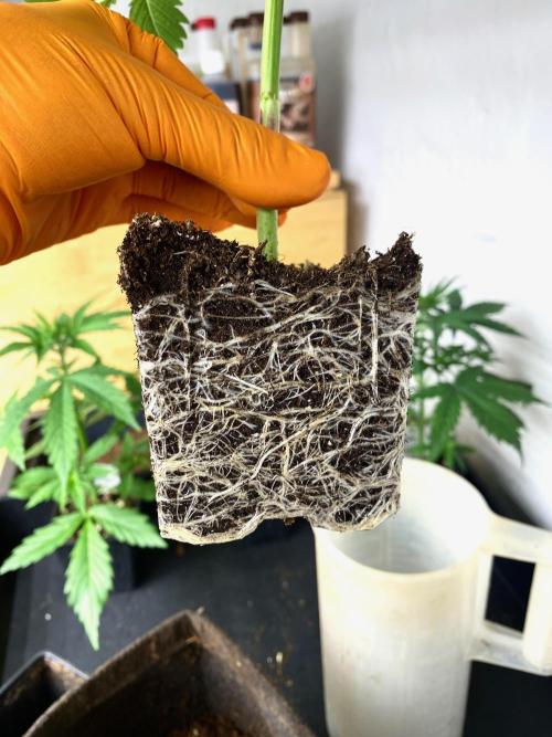 Moby Dick by Kannabia. Week 5 - Sustrato colonizado.