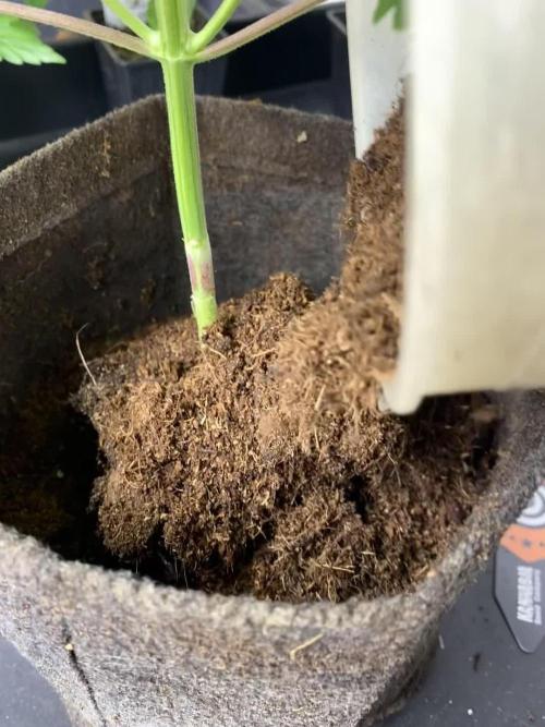 Moby Dick by Kannabia