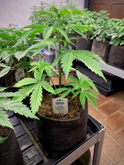 Strawberry Haze Auto by Kannabia. Week 5 - Strawberry Hace Auto.
