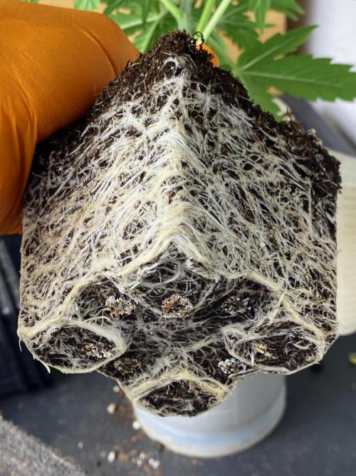 Strawberry Haze Auto by Kannabia. Week 5 - Sustrato colonizado.