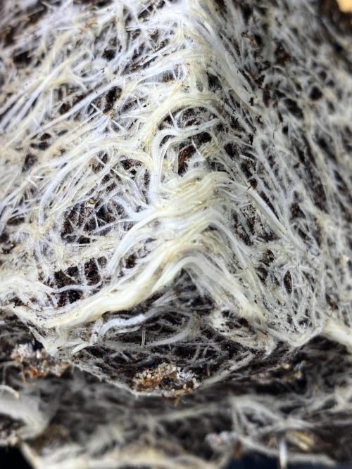 Strawberry Haze Auto by Kannabia. Week 5 - Aproximación.