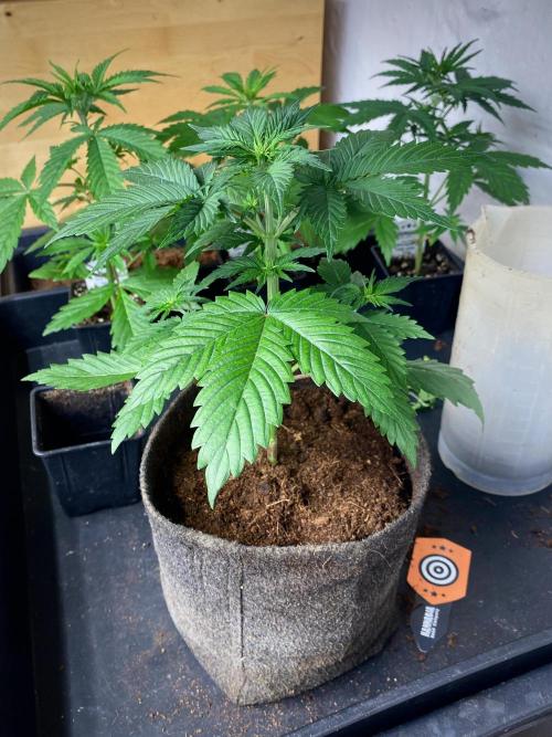 Strawberry Haze Auto by Kannabia. Week 5 - Trasplante realizado.