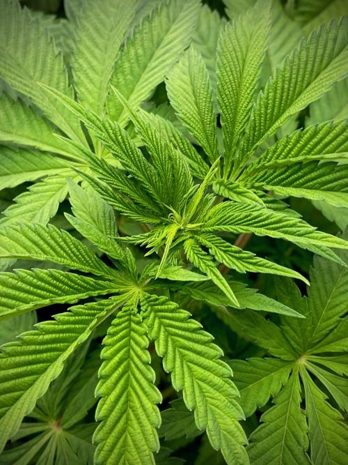 Mataró Blue by Kannabia. Week 6 - Canopia sin preflores.