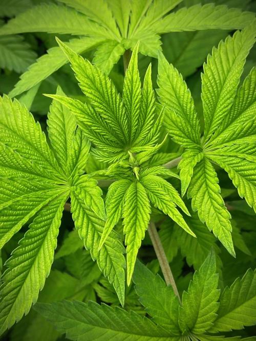 Moby Dick by Kannabia. Week 6 - Canopia sin preflores.