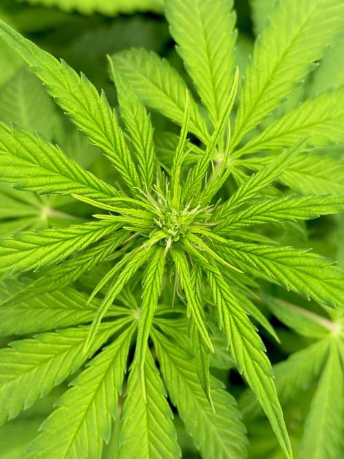 Strawberry Haze Auto by Kannabia. Week 6 - Canopia con preflores.