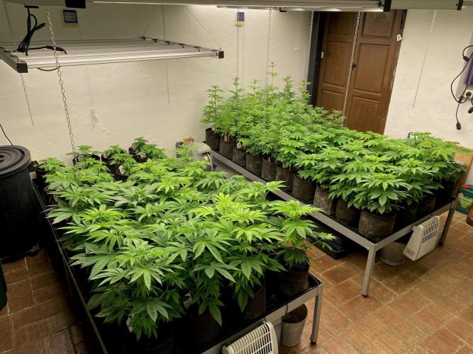 Strawberry Haze Auto by Kannabia. Week 6 - Vista general de la sala.