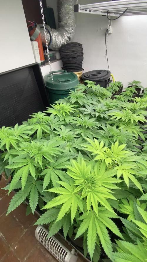 Strawberry Haze Auto by Kannabia