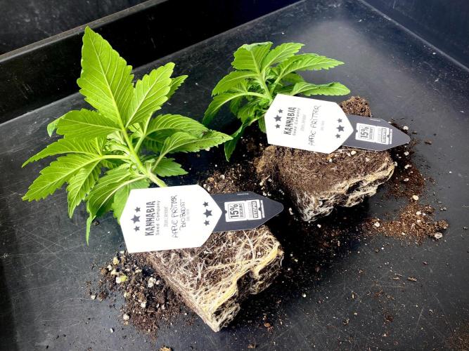 Apple Fritter BioBoost vs Apple Fritter. Week 3 - Diferencias del sistema radicular.