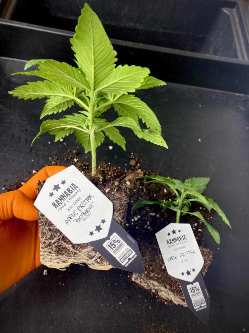 Apple Fritter BioBoost vs Apple Fritter. Week 3 - Diferencias del sistema radicular.