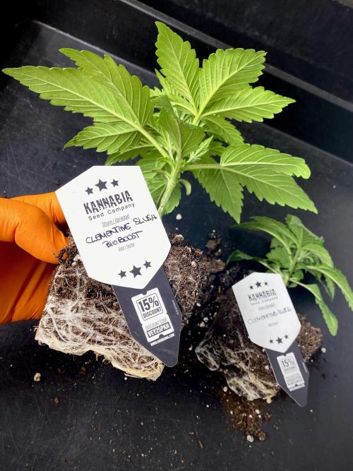 Clementine Slush BioBoost vs Clementine. Week 3 - Diferencias del sistema radicular.