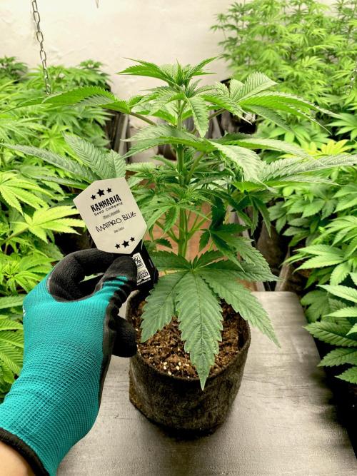 Mataró Blue by Kannabia. Week 7 - Mataró Blue.