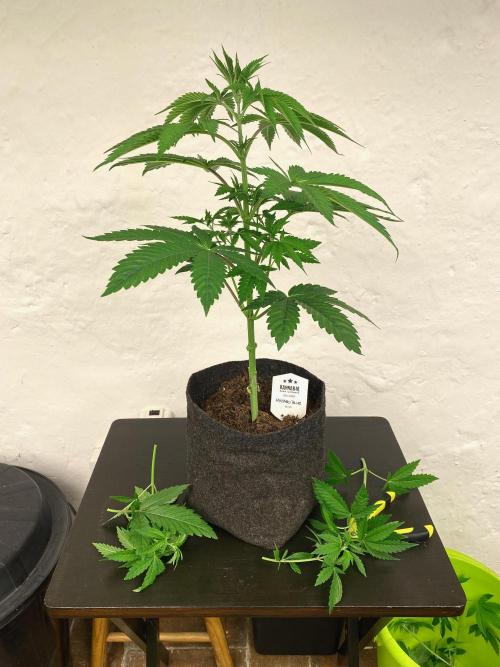 Mataró Blue by Kannabia. Week 7 - Poda baja.