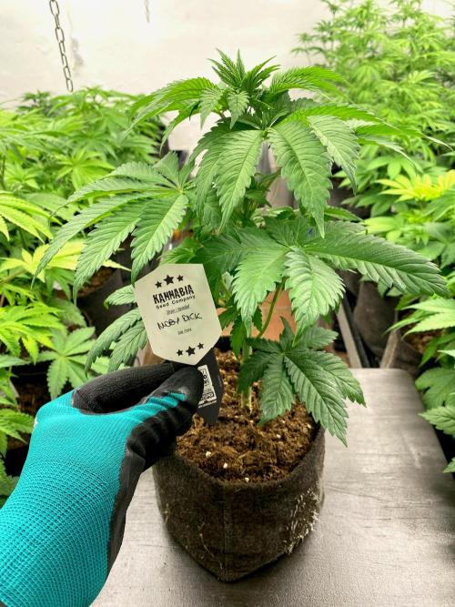 Moby Dick by Kannabia. Week 7 - Moby Dick.