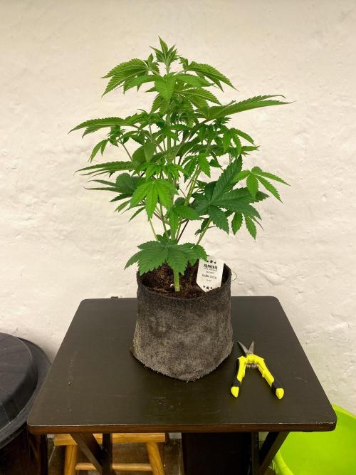 Moby Dick by Kannabia. Week 7 - Sin podar.