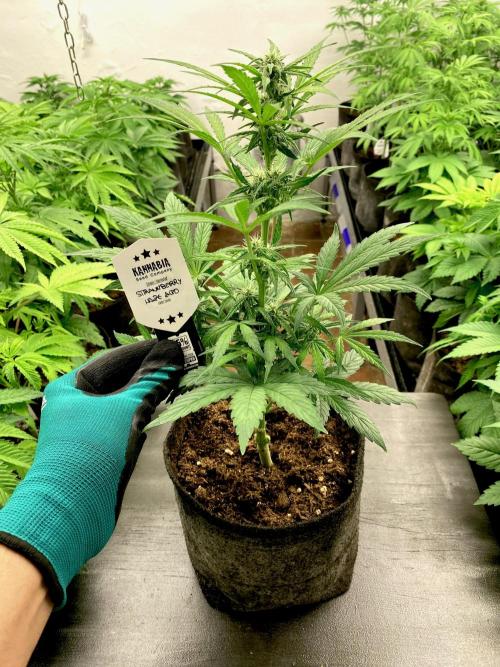 Strawberry Haze Auto by Kannabia. Week 7 - Strawberry Haze Auto.