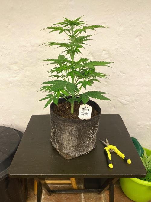 Strawberry Haze Auto by Kannabia. Week 7 - Sin podar.