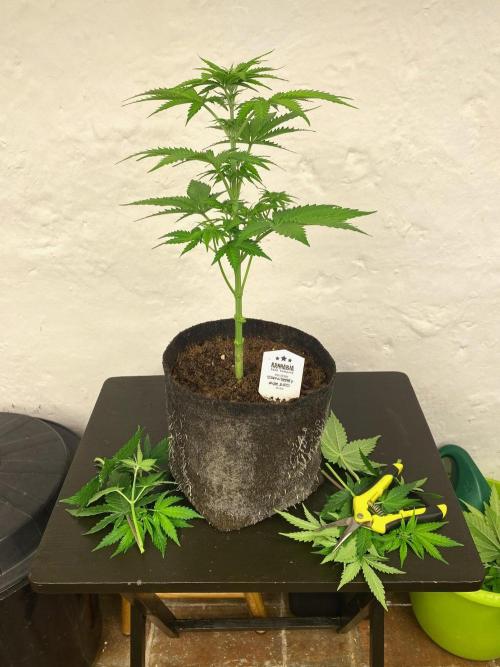 Strawberry Haze Auto by Kannabia. Week 7 - Poda baja.