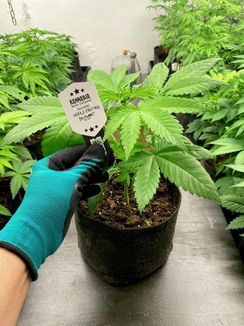 Apple Fritter BioBoost vs Apple Fritter. Week 4 - Apple Fritter BioBoost.