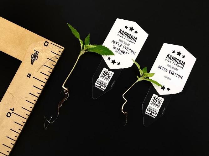 Apple Fritter BioBoost vs Apple Fritter. Week 4 - AF BioBoost vs AF.