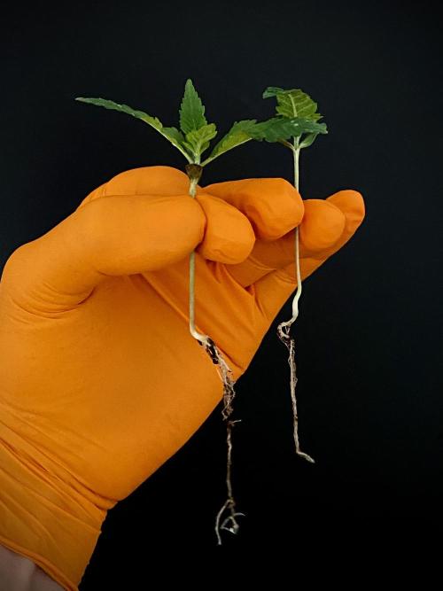 Apple Fritter BioBoost vs Apple Fritter. Week 4 - AF BioBoost vs AF.