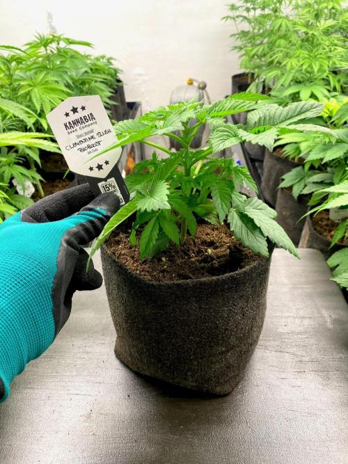 Clementine Slush BioBoost vs Clementine. Week 4 - Clementine Slush BioBoost.