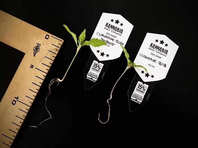 Clementine Slush BioBoost vs Clementine. Week 4 - CS BioBoost vs CS.