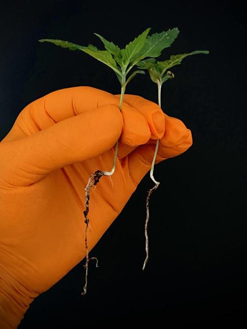 Clementine Slush BioBoost vs Clementine. Week 4 - CS BioBoost vs CS.