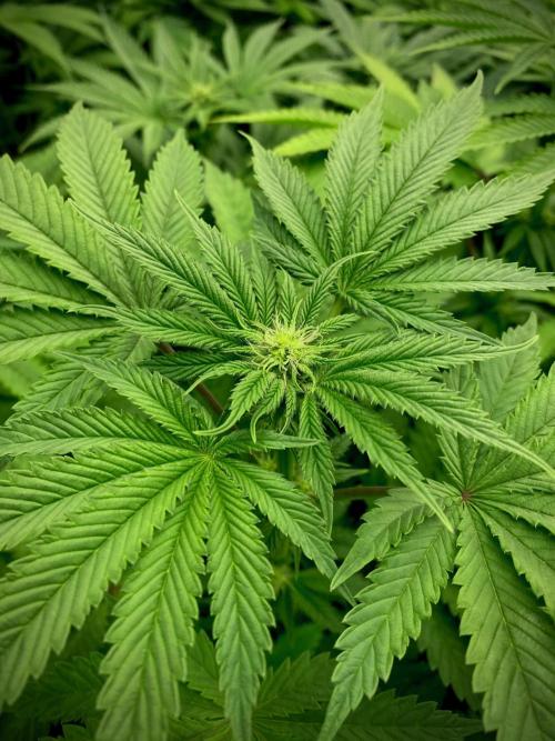 Mataró Blue by Kannabia. Week 8 - Mataró Blue.