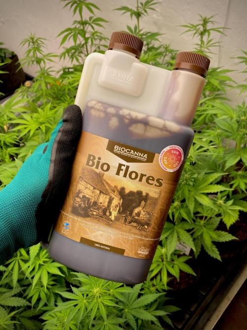 Mataró Blue by Kannabia. Week 8 - Bio Flores.