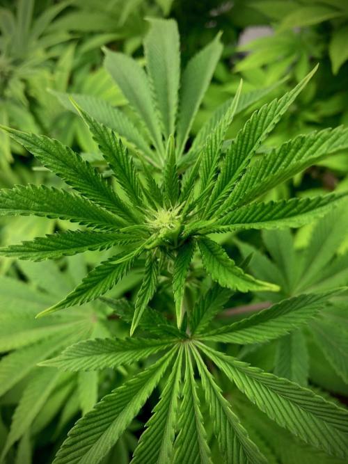 Moby Dick by Kannabia. Week 8 - Moby Dick.