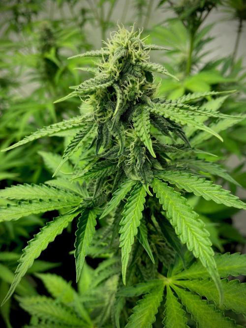 Strawberry Haze Auto by Kannabia. Week 8 - Strawberry Haze Auto.