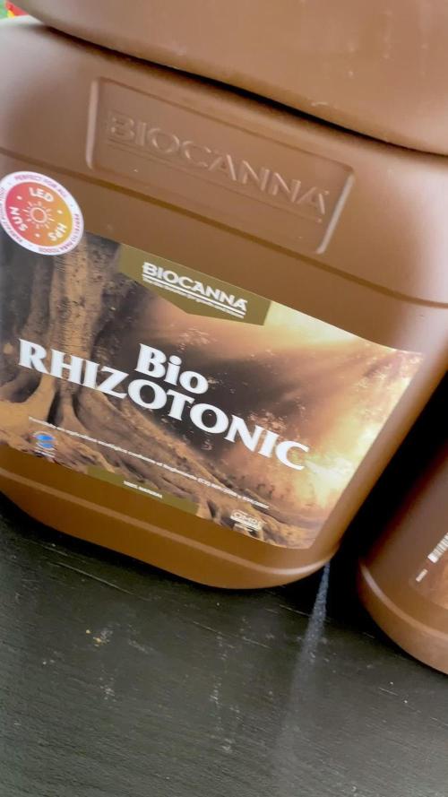 Strawberry Haze Auto by Kannabia