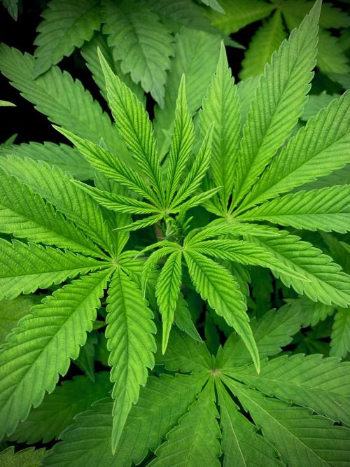 Apple Fritter BioBoost vs Apple Fritter. Week 5 - Apple Fritter BioBoost.