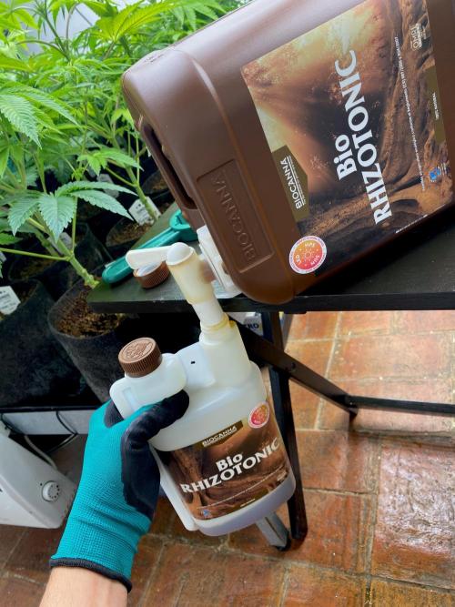 Apple Fritter BioBoost vs Apple Fritter. Week 5 - Rellenado fertilizantes.