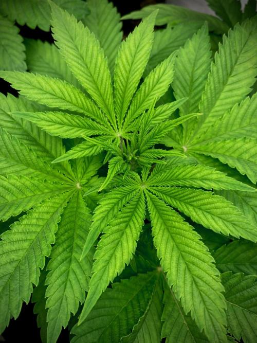 Clementine Slush BioBoost vs Clementine. Week 5 - Clementine Slush BioBoost.