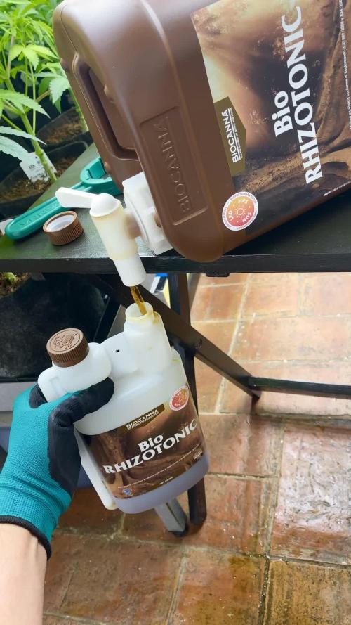 Clementine Slush BioBoost vs Clementine