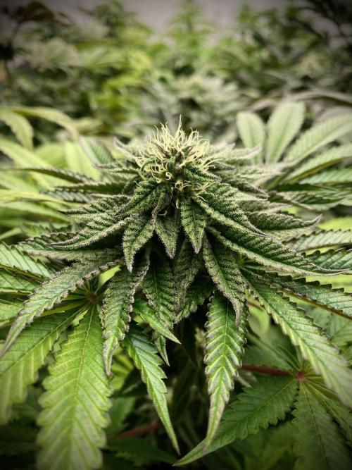 Mataró Blue by Kannabia. Week 9 - Mataró Blue.