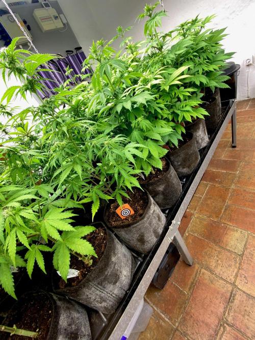 Mataró Blue by Kannabia. Week 9 - Antes.