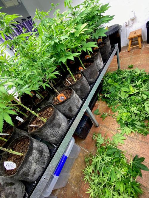 Mataró Blue by Kannabia. Week 9 - Después.