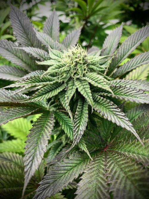 Moby Dick by Kannabia. Week 9 - Moby Dick.