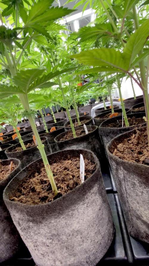 Moby Dick by Kannabia