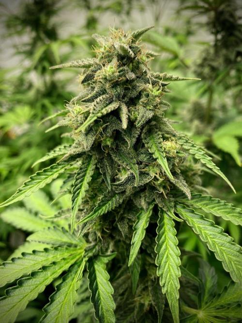 Strawberry Haze Auto by Kannabia. Week 9 - Strawberry Haze Auto.