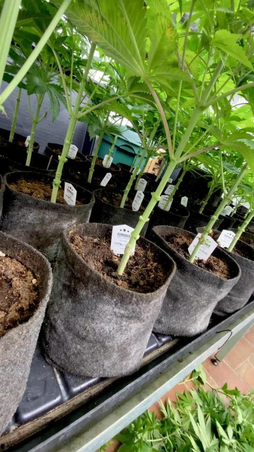 Strawberry Haze Auto by Kannabia