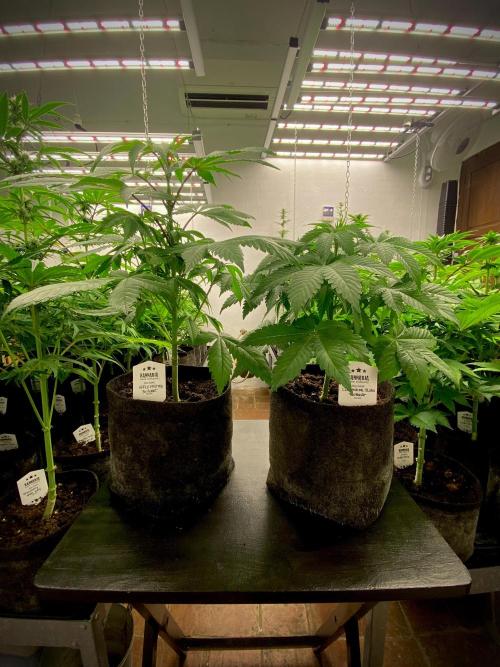 Apple Fritter BioBoost vs Apple Fritter. Week 6 - Comparativa entre las dos cepas BioBoost.