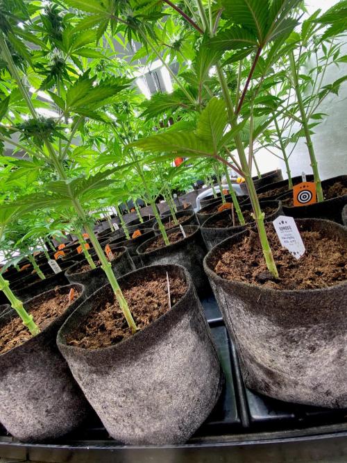 Clementine Slush BioBoost vs Clementine. Week 6 - Vista baja tras la poda.