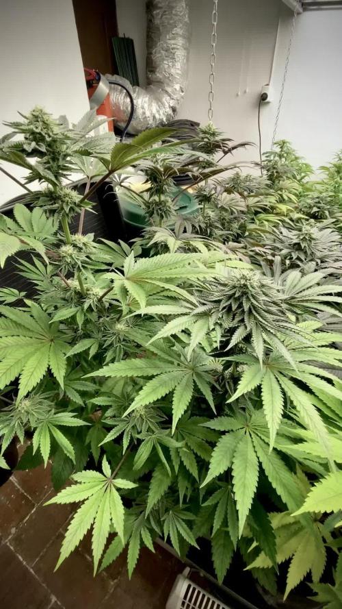 Apple Fritter BioBoost vs Apple Fritter